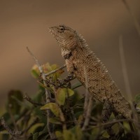 <i>Calotes versicolor</i> Daudin, 1802